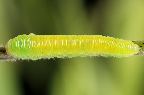 Tenthredo sp.